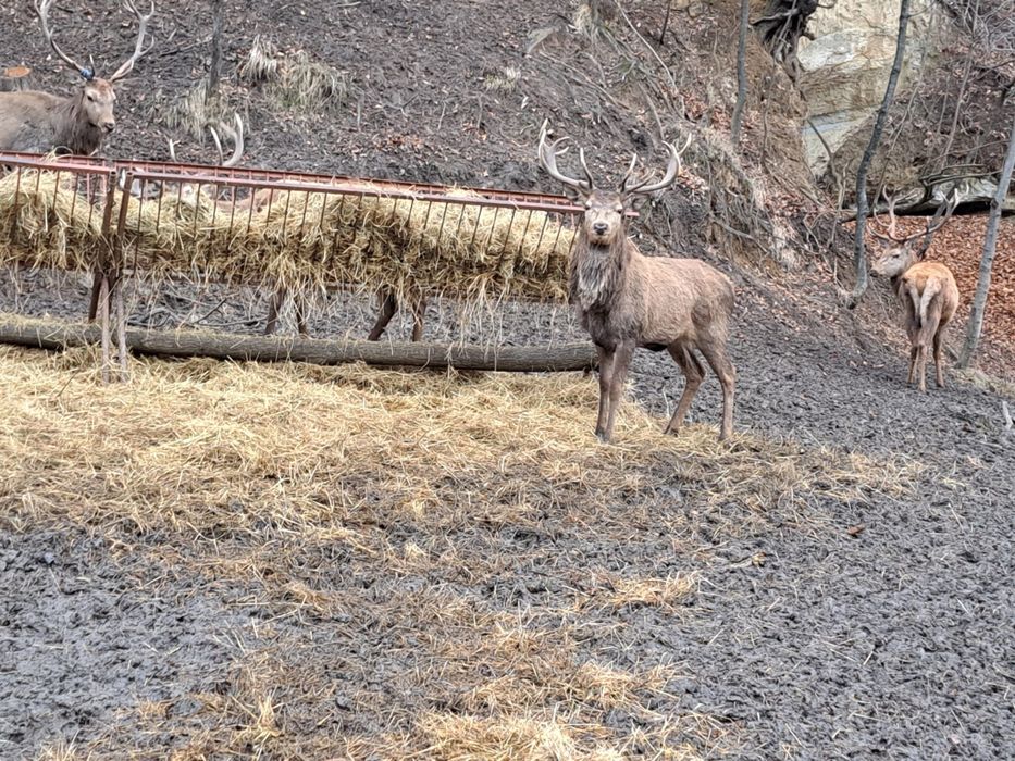 Cervus elaphus masculi si femele
