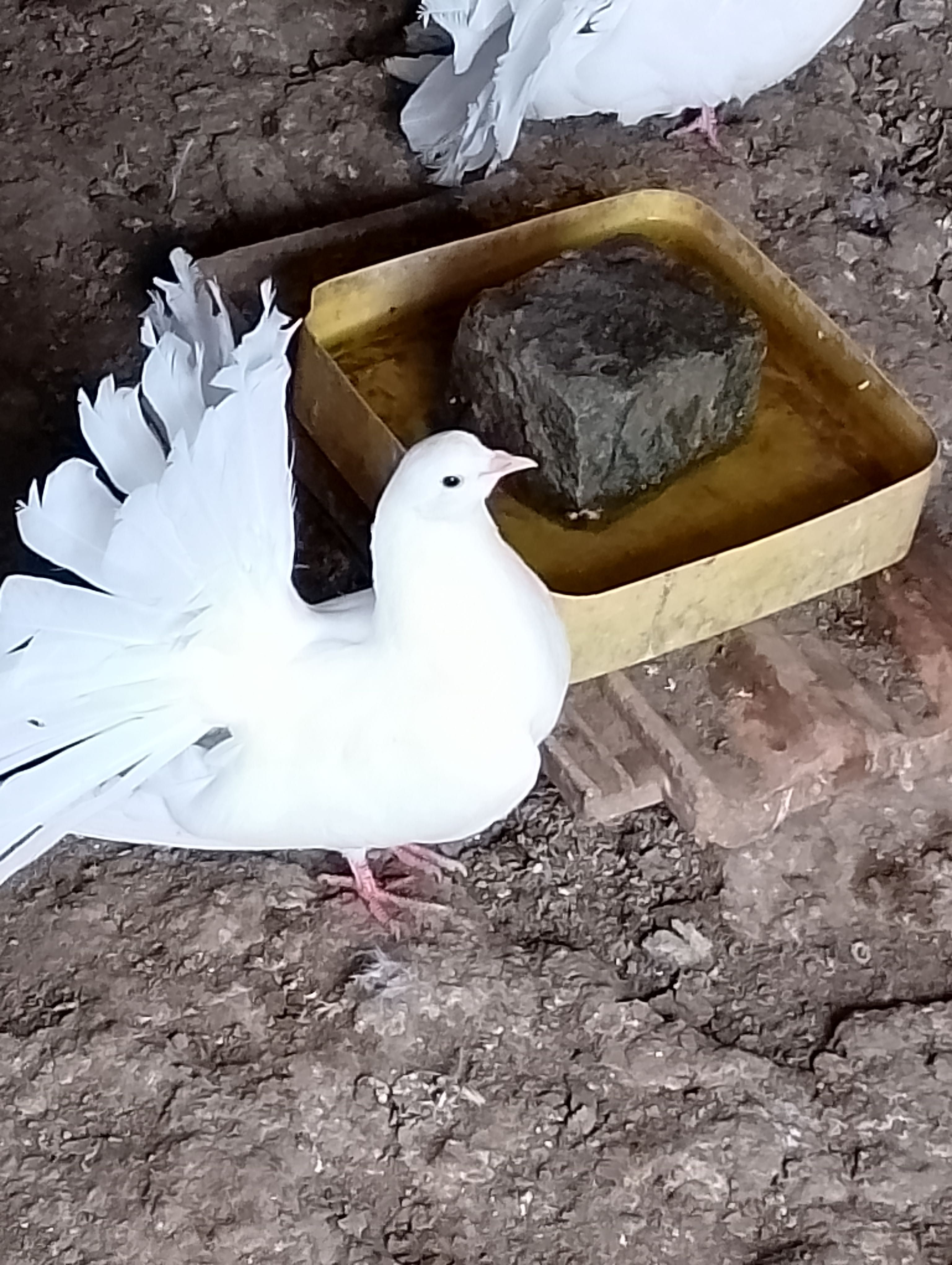 Паун, фазан и гълъби