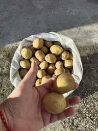 Продам домашний семенной картофель