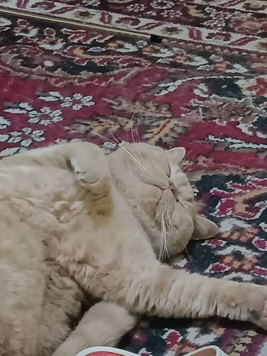 British shorthair golden