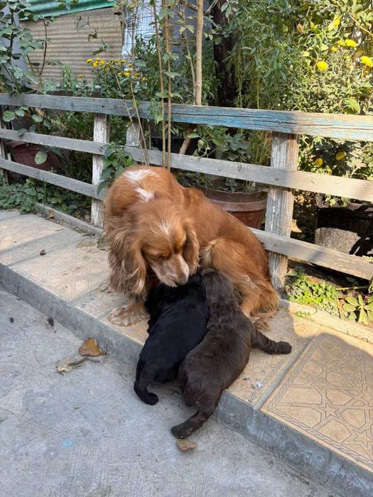 Продаются щенки кокер спаниеля