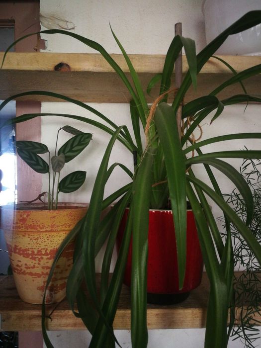 Schimb de plante de interior
