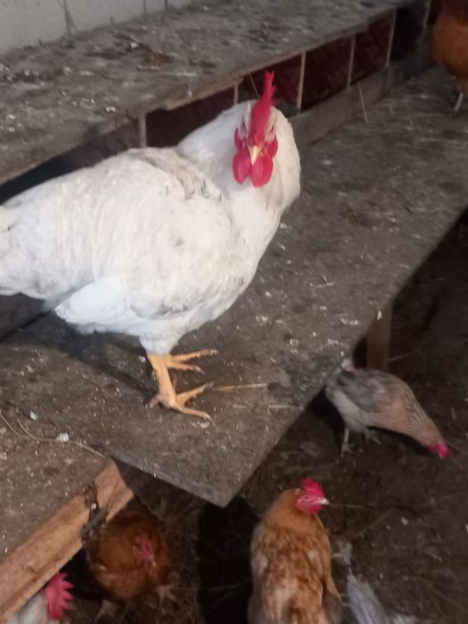 Петли и пуйки и пуяци