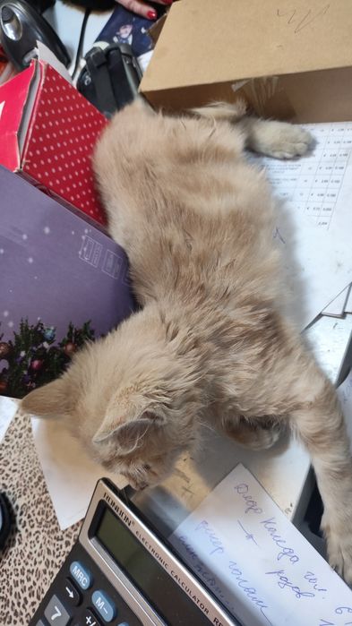 Подарявам малко коте,на около месец