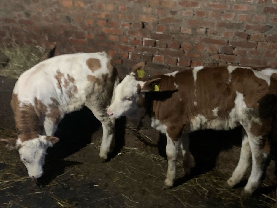 Vand doua vaci cu vitele !