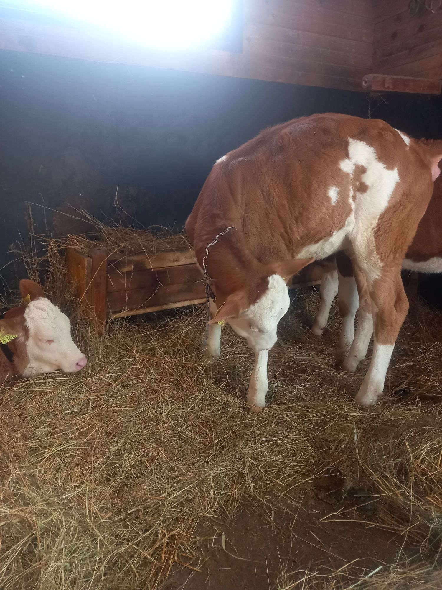 Vitea de 5 luni încărcată la 3,5 luni