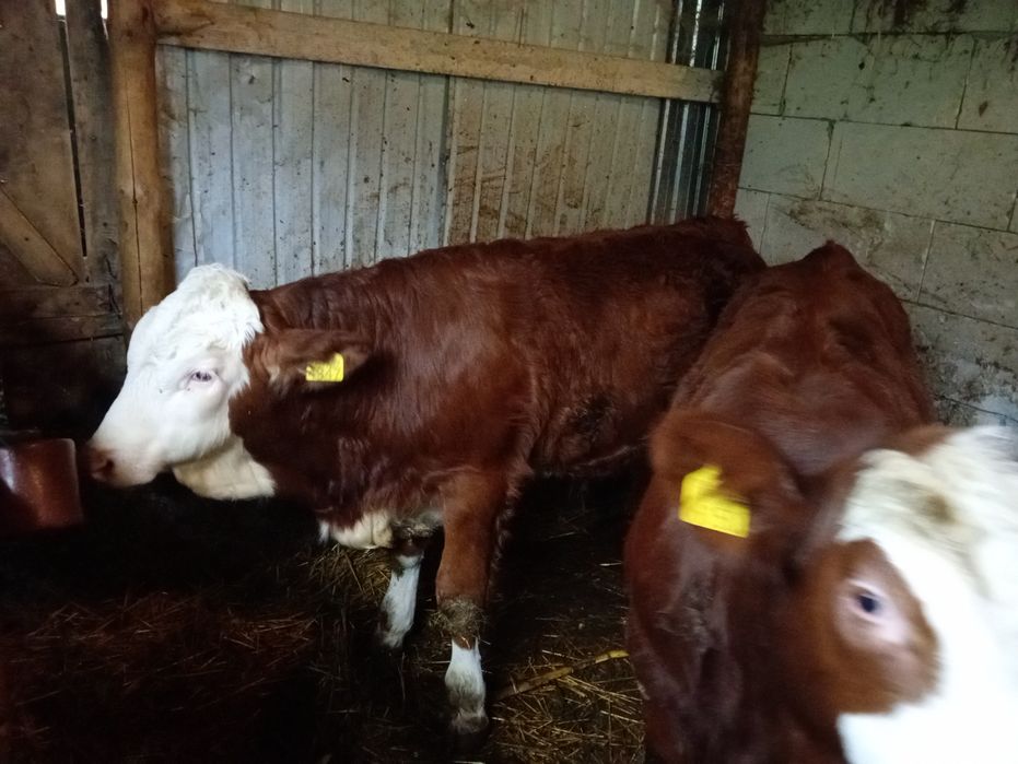 Vind tăuraș și vița