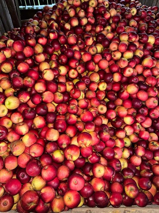 Mere de vanzare diverse soiuri