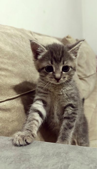 Котенок 1.5 месяца