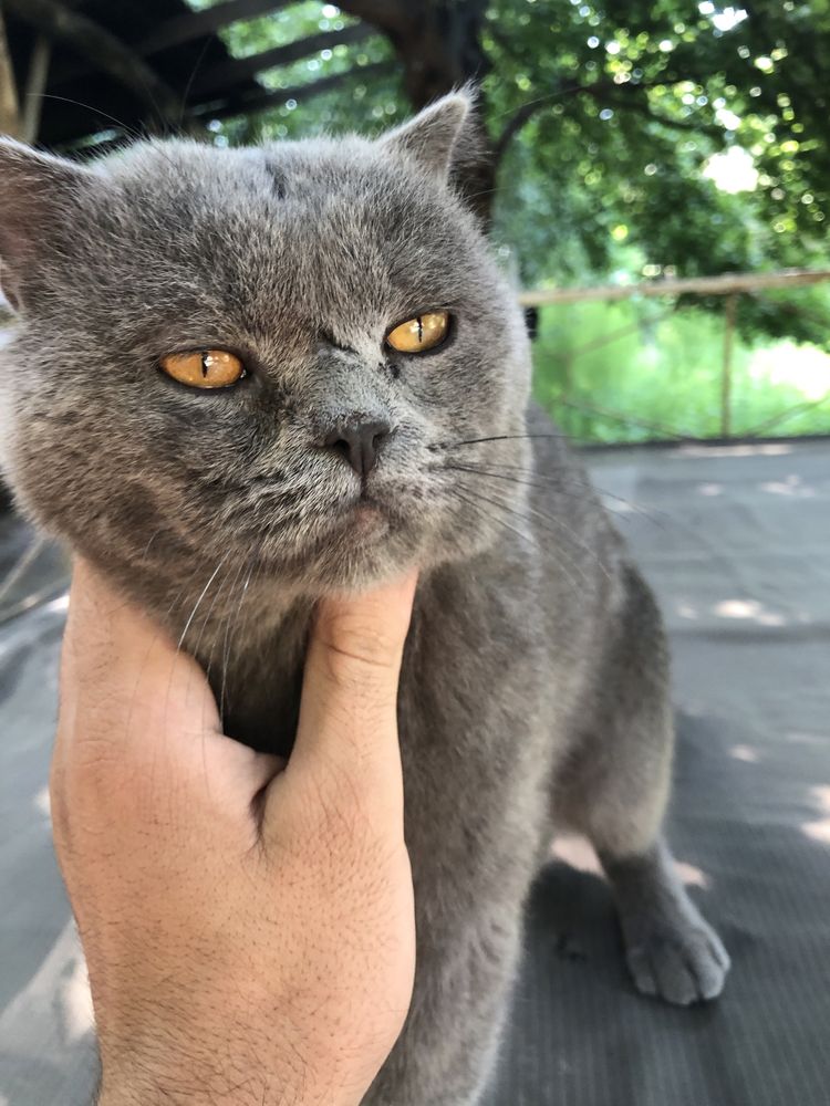 Mushuk, erkak, British shorthair