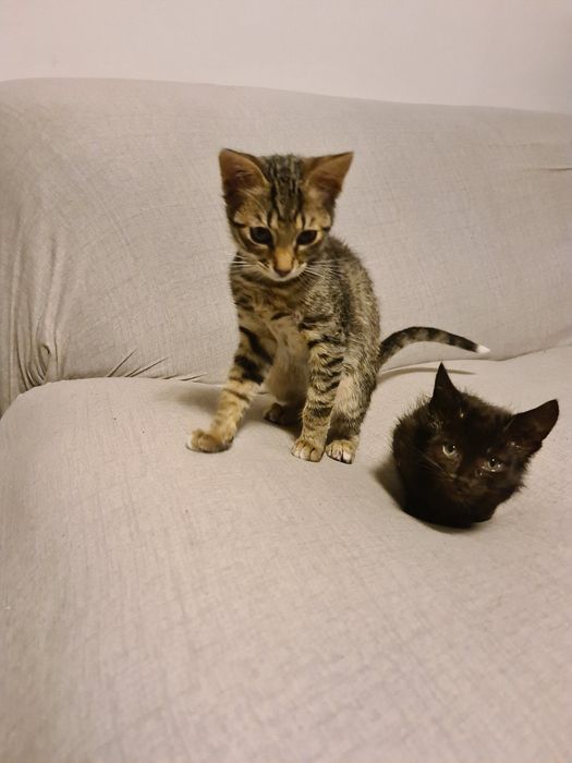 Ofer spre adoptie 3 pui de pisica.