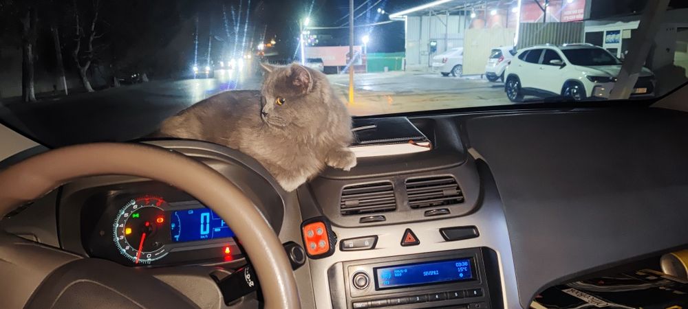 Zotli erkak mushuk sotiladi