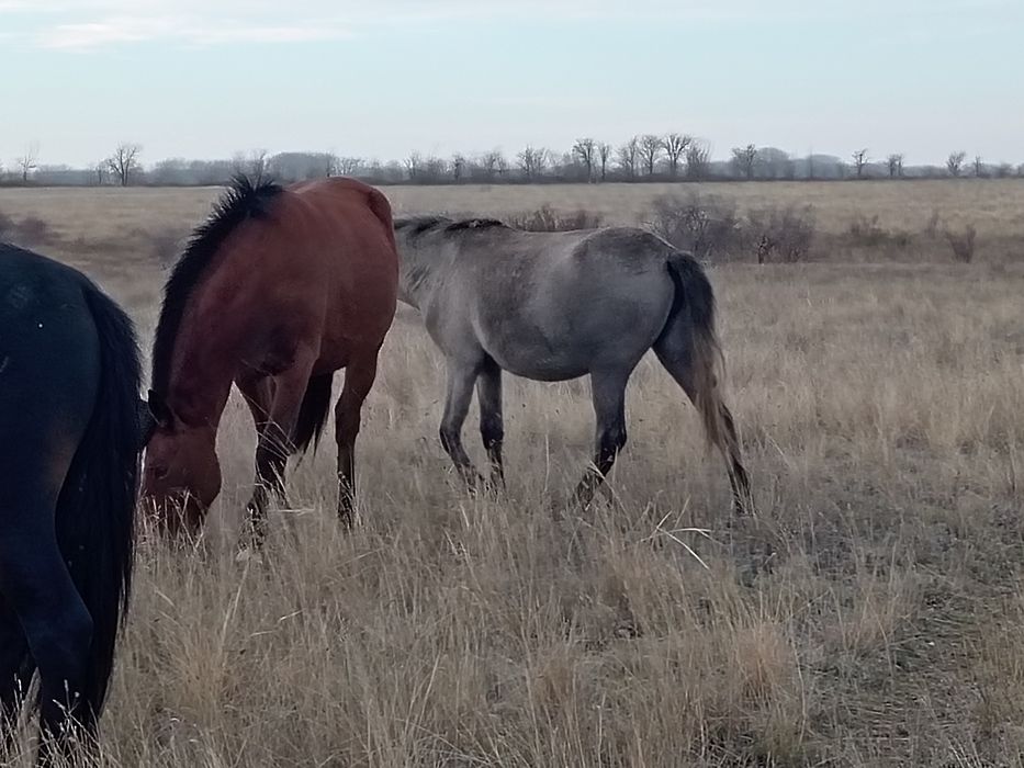 2 жаска толатын байтал
