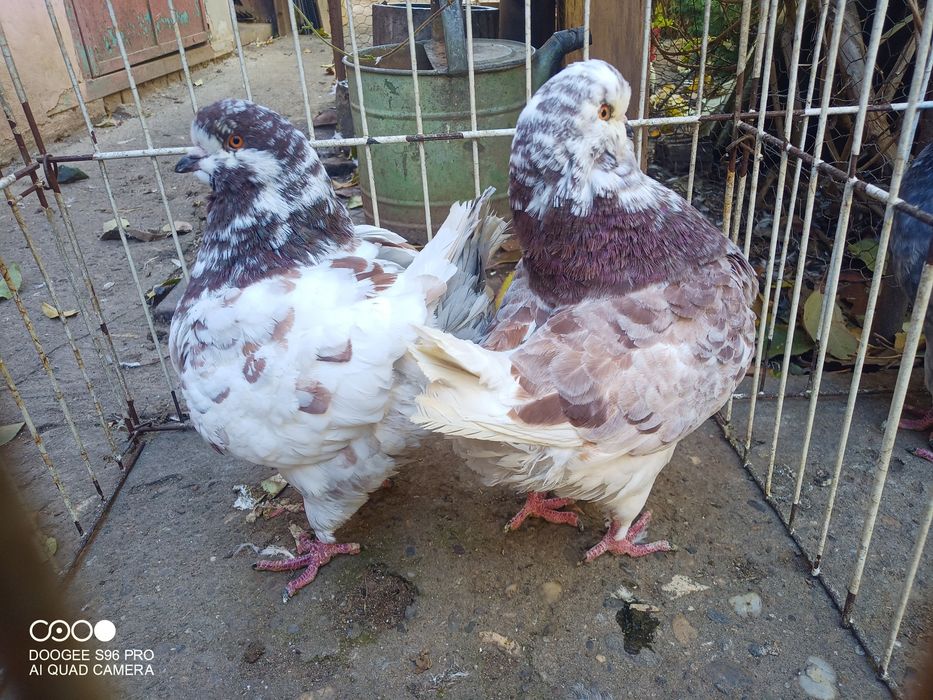 Porumbei king și texani și strasseri german