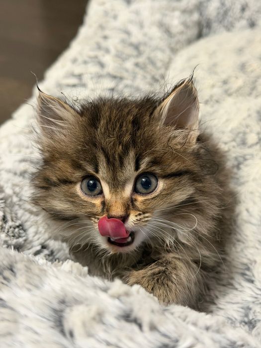 Котенок 1,5 месяца, девочка