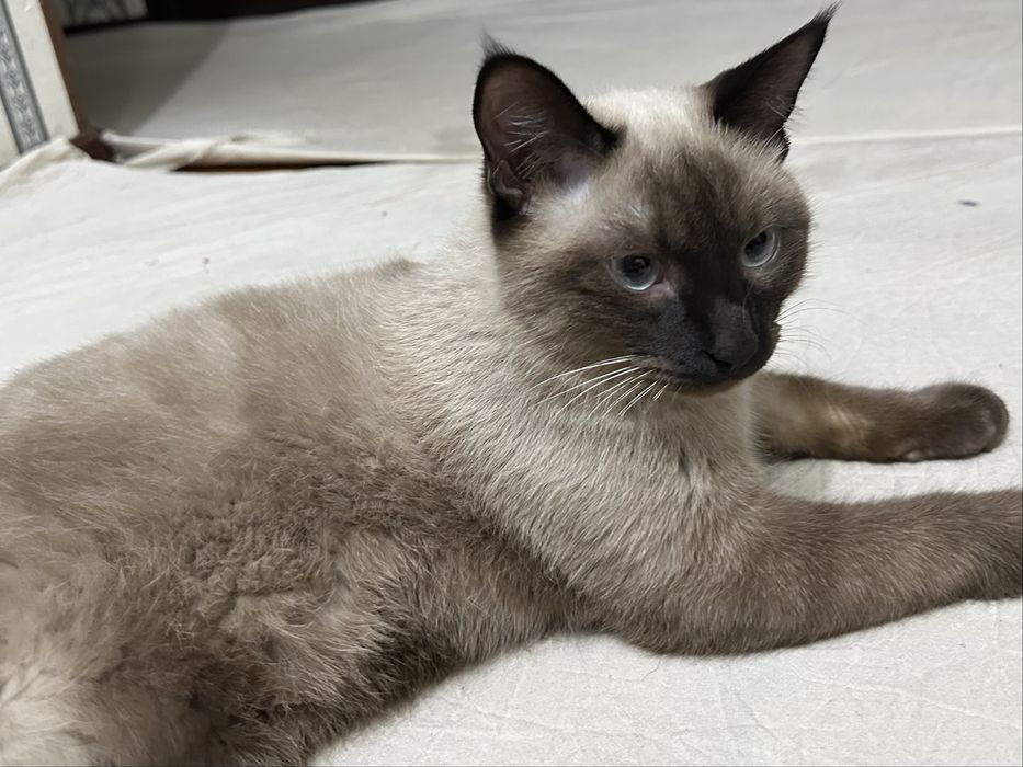 Siamskiy mushuk sotiladi