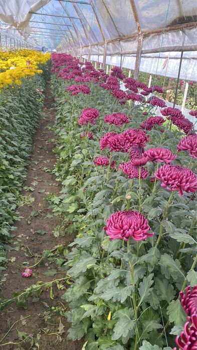 Radacini crizantema toate culorile