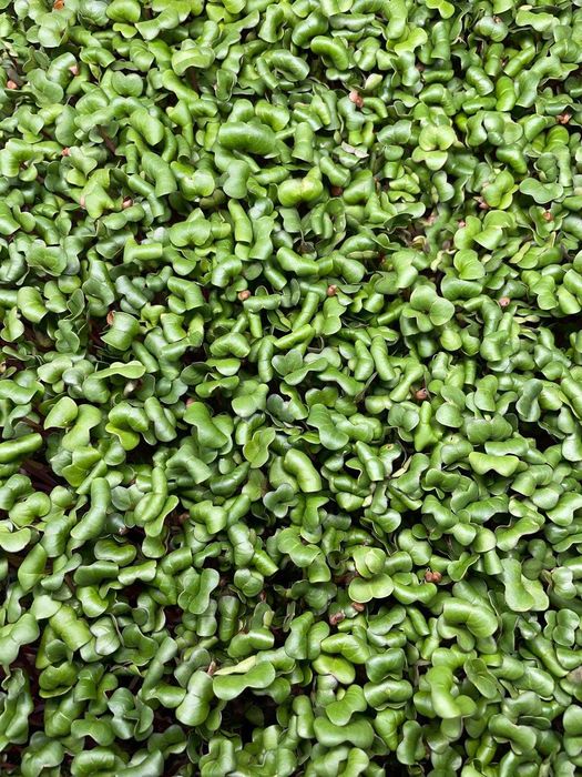 Microplante proaspete (vlăstari) - Livrare gratuita in TG-Mures!