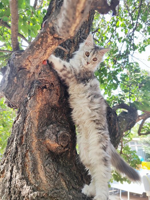 Мейн- Кун девочка