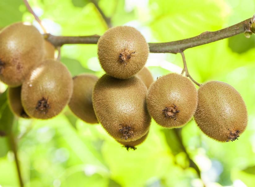 Pomi Fructiferi Exotici  soiuri de  kiwi
