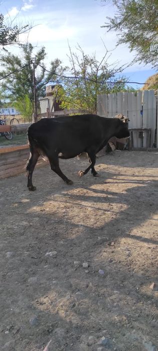 7 тума, етті сиыр, 360 000 теңге