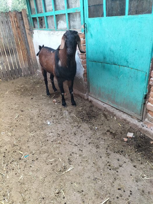 capre rasa anglonubiana