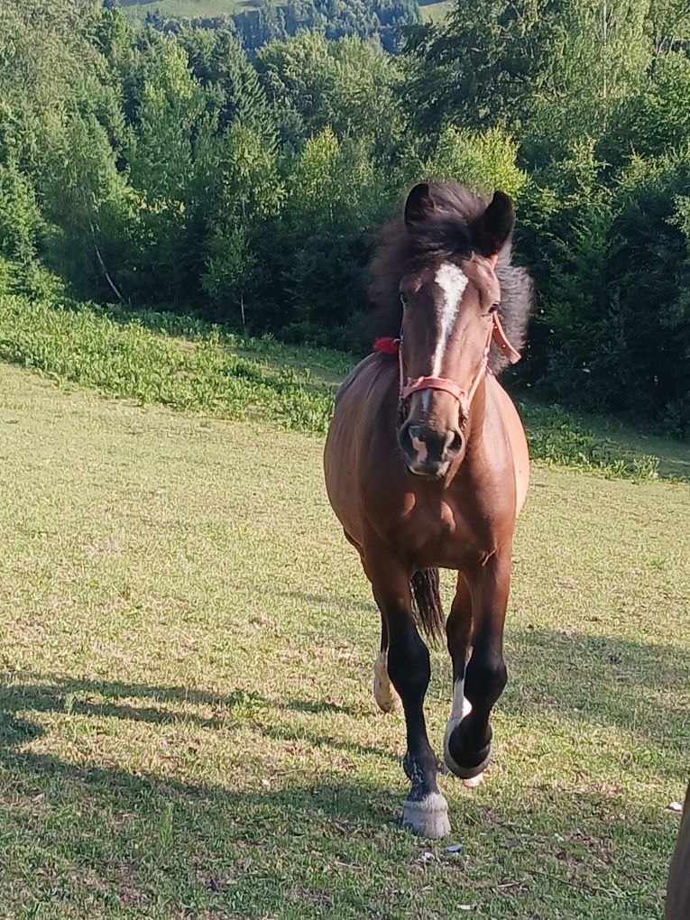 Vind 2 minji de în an jumate