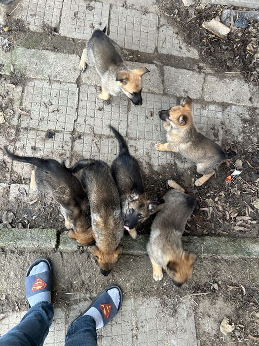 Малки Кучета Овчарки