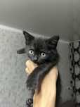 Котята чёрные приучены к лотку