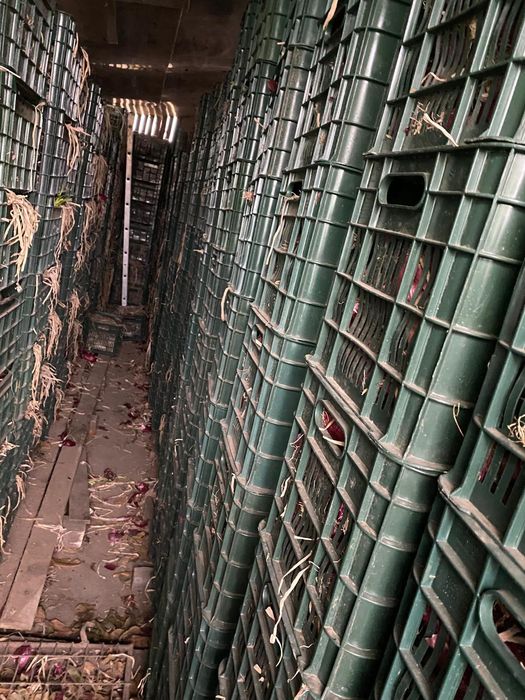 Vând ceapă albă și ceapă roșie