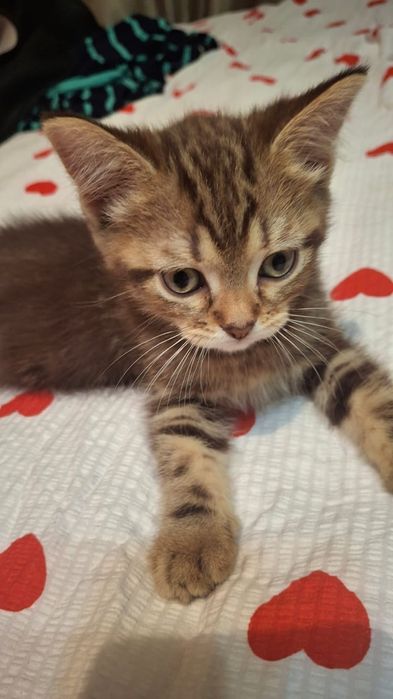 Котёнок мальчик отдам