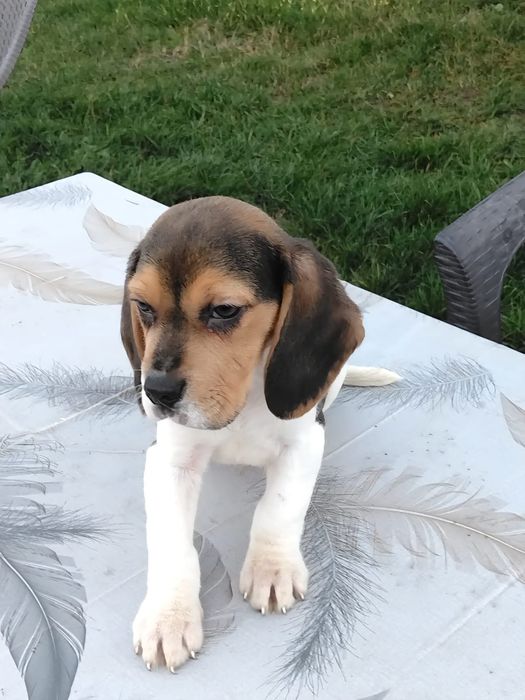 Pui beagle tricolor