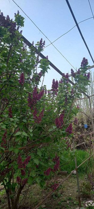 SIREN ko'chatlari bor!