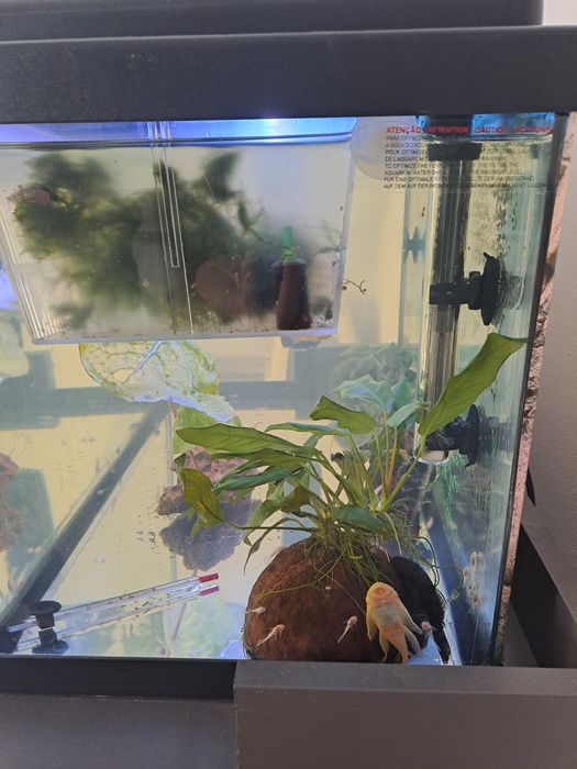 Acvariu cu ancistrusi