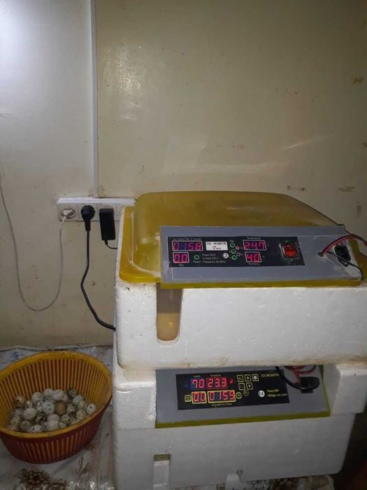 Продам перепелиную ферму