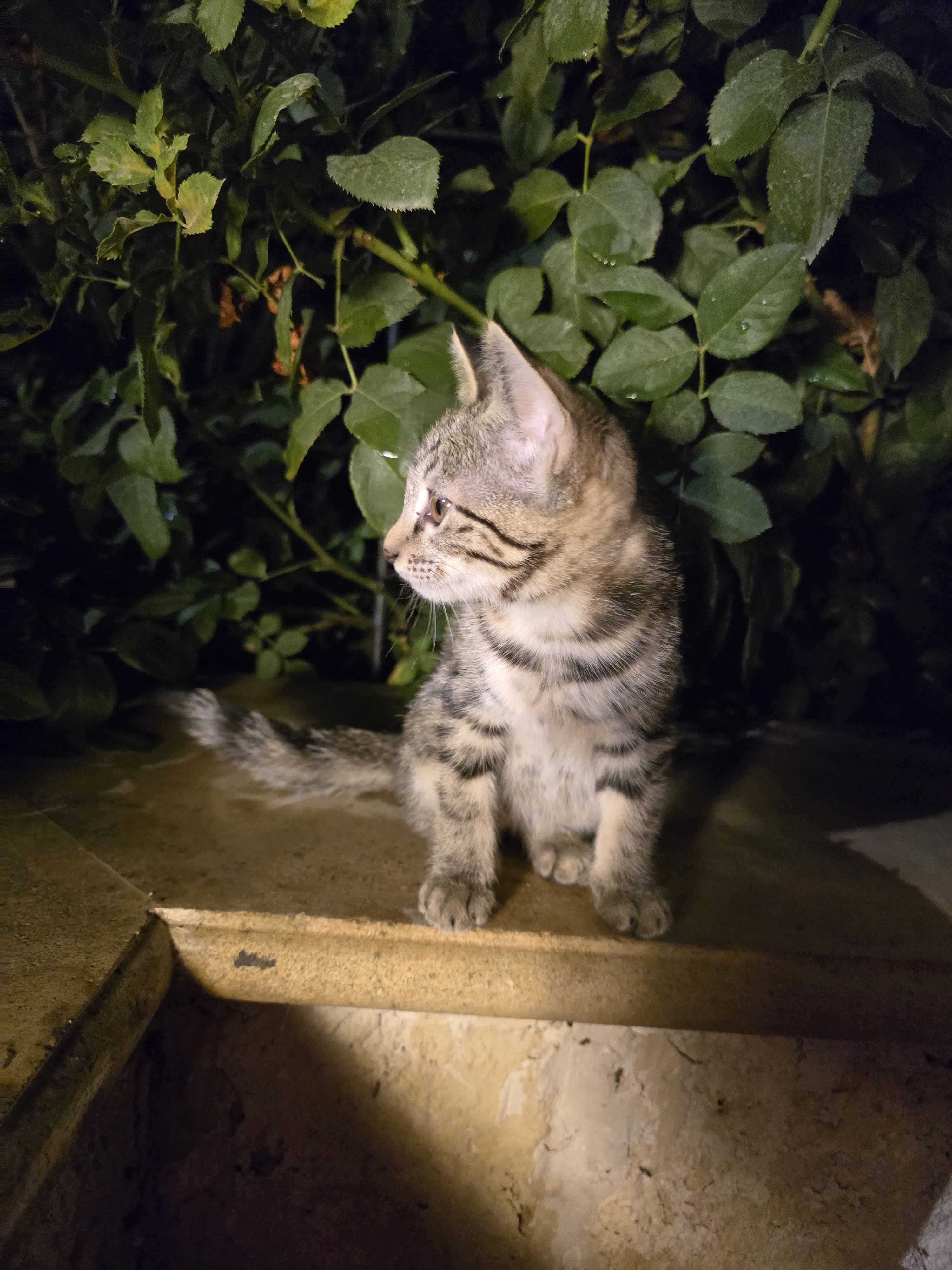 Котёнок в поиске семьи (девочка, полосатая)