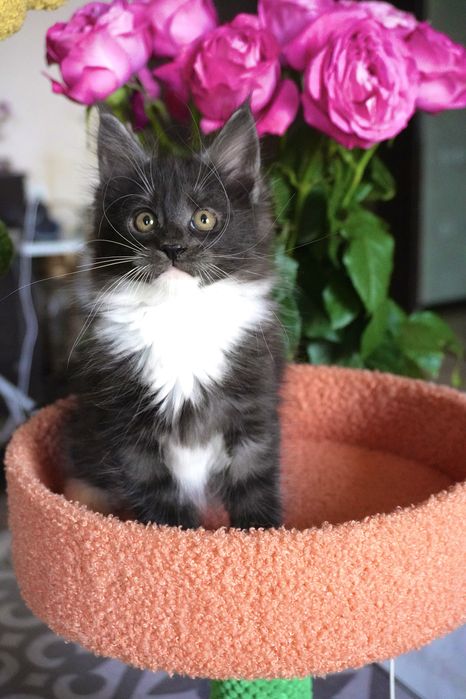 Мейнкун девочка, ласковая, яркая.