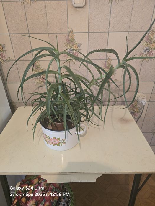 Цветок Алоэ Большой