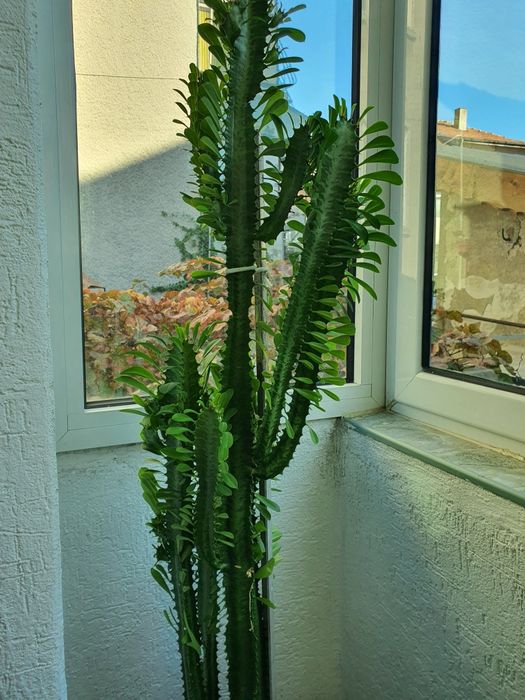 Кактус Euphorbia голям