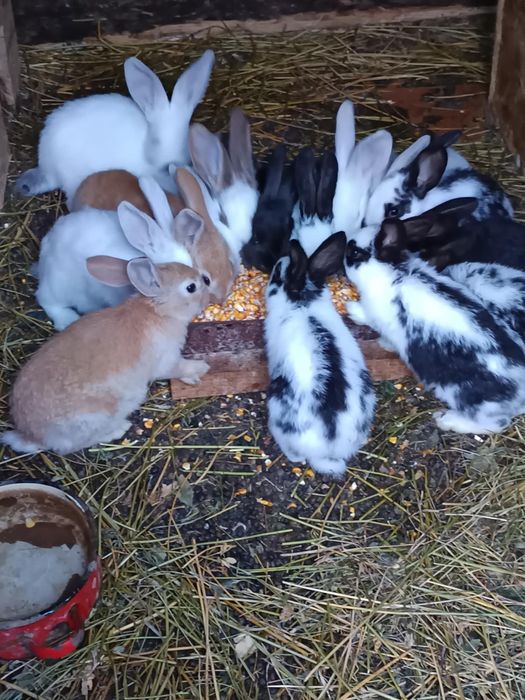 Iepuri mari și mici