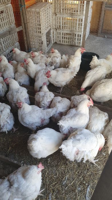 Vand gaini albe de carne