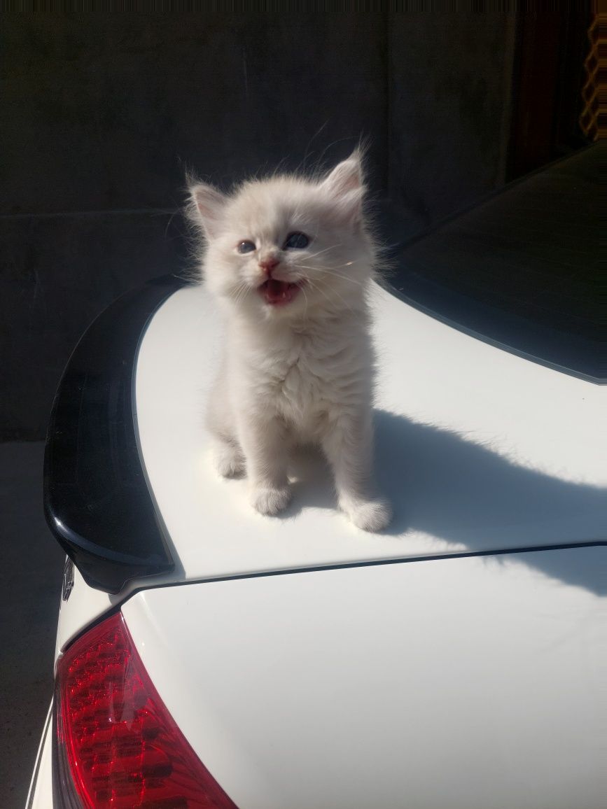 Продаётся котёнок девочка