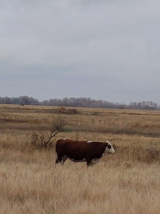 Продам корову токал жаксы күйде.
