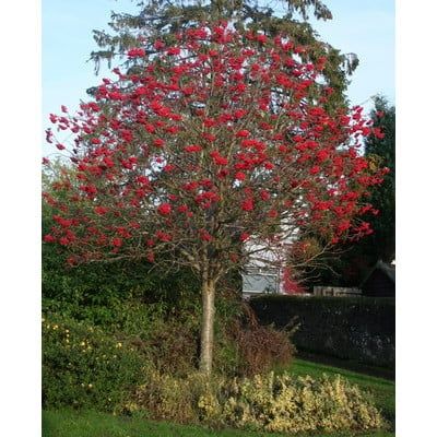 Sorbus aucuparia  ( scoruș de munte )