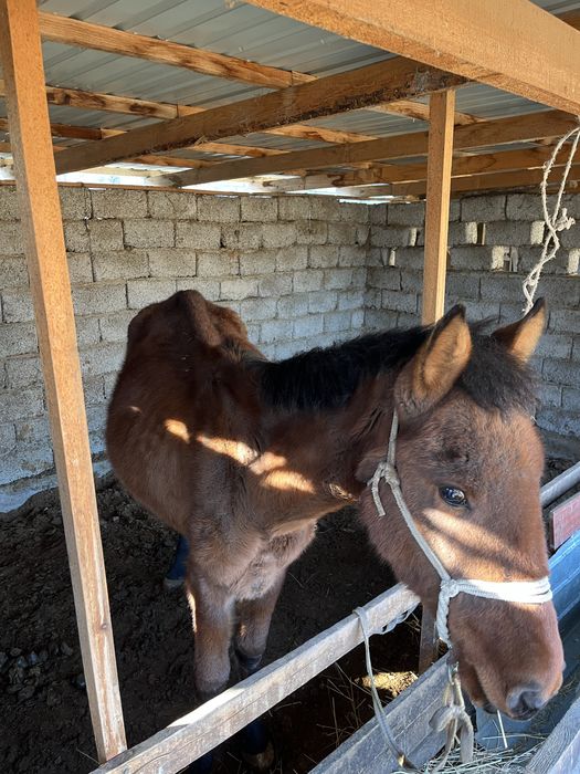 Тай жылкы 1,5 жасар