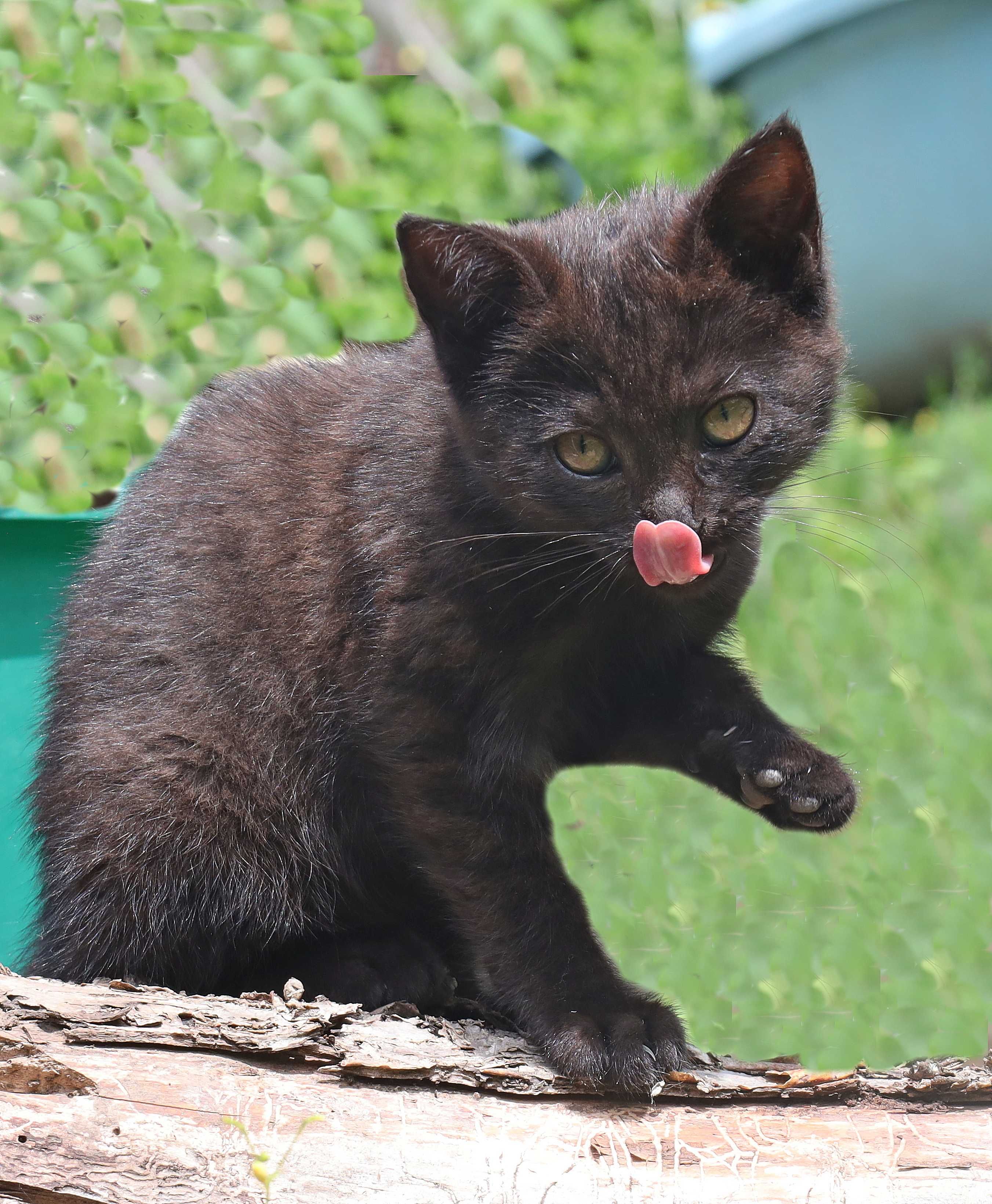 Ищем котёнку семью!