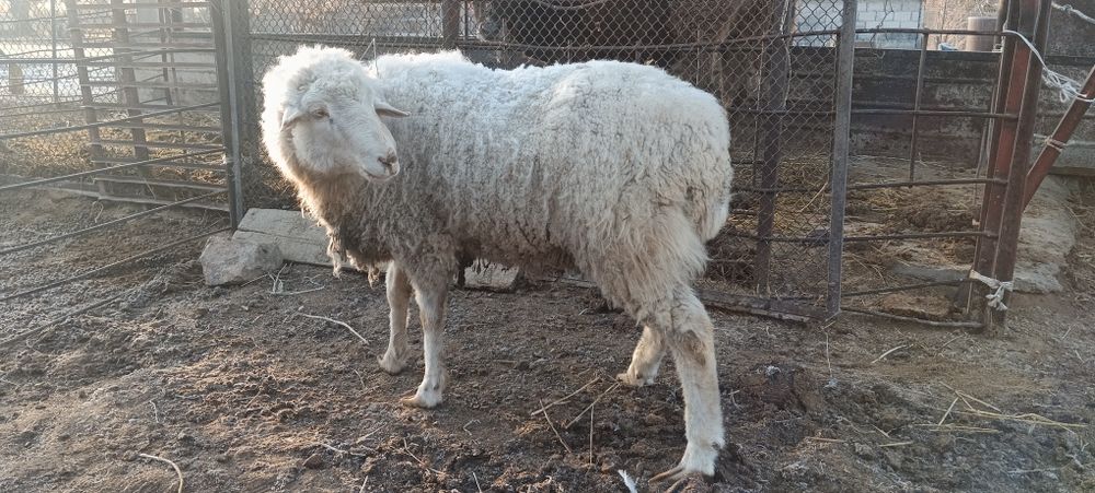 Продам 2 здоровых кошкара