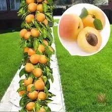 Cais columnar Asian pearl la ghiveci