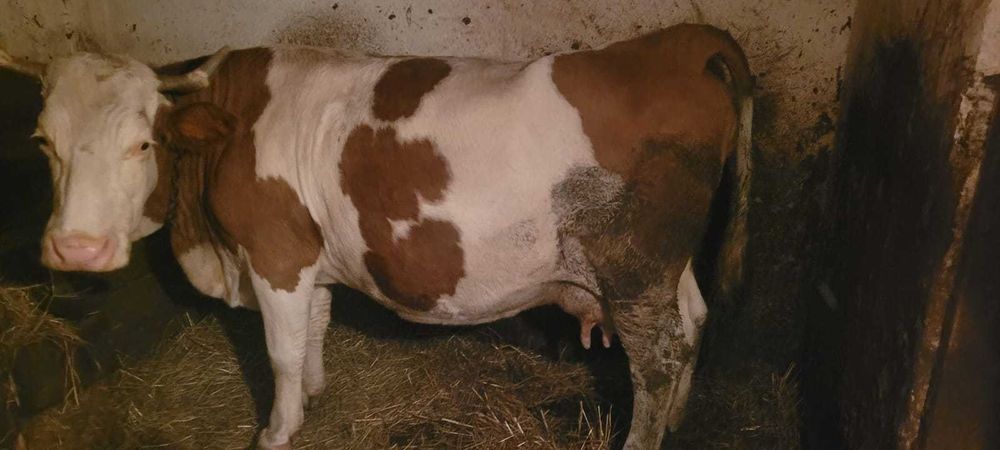 Vand vaca buna de lapte