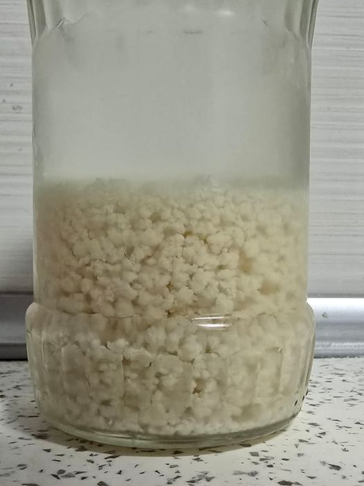 Ciupercă tibetană de chefir